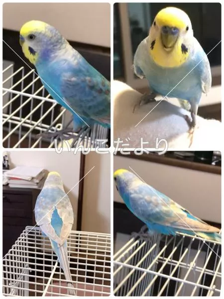 保護鳥の写真