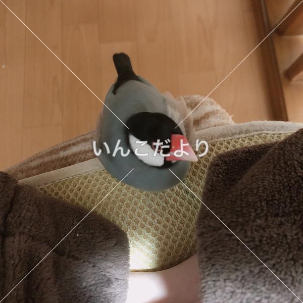 迷い鳥の写真