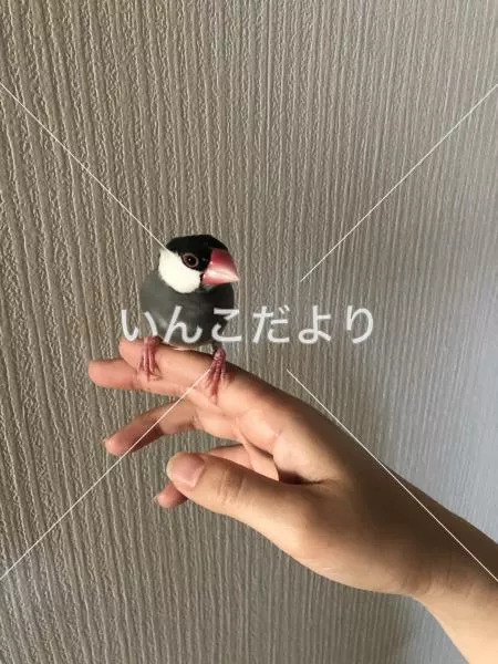 保護鳥の写真