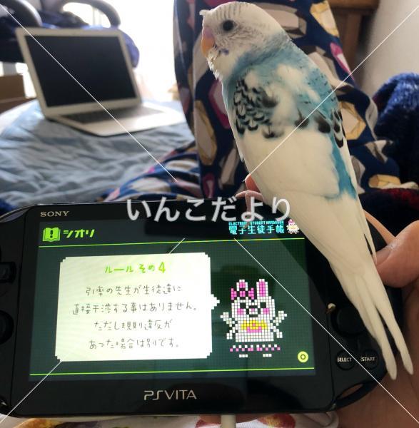 迷い鳥の写真