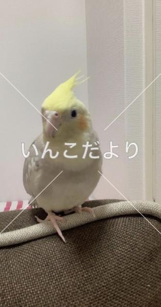 迷い鳥の写真