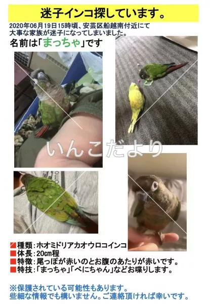迷い鳥の写真