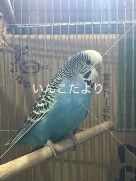保護鳥の写真