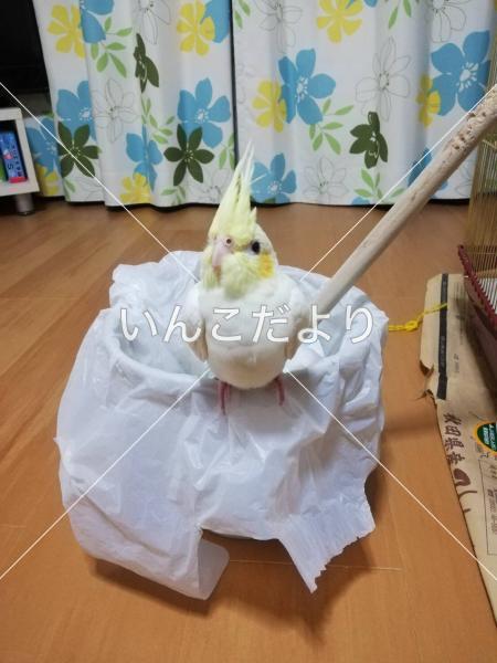 迷い鳥の写真
