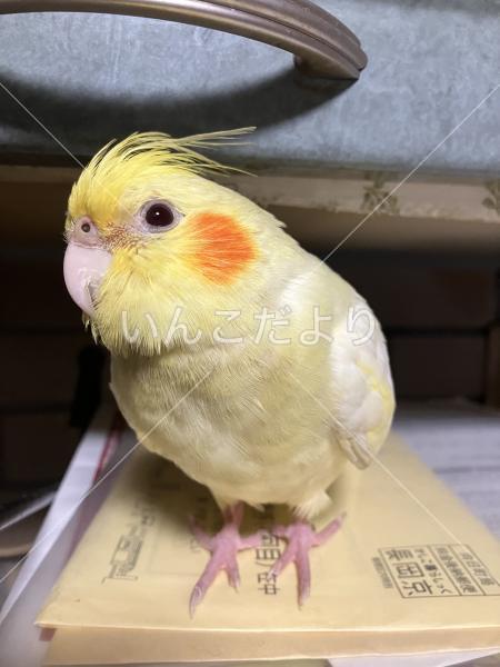 迷い鳥の写真