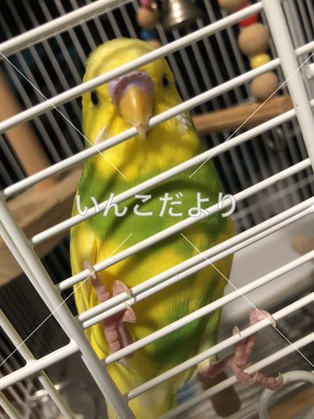 迷い鳥の写真