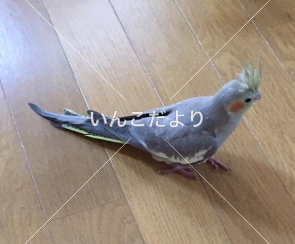 迷い鳥の写真