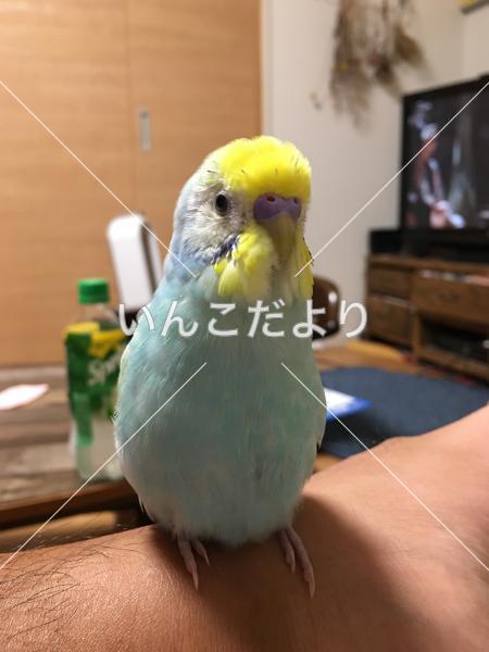 迷い鳥の写真