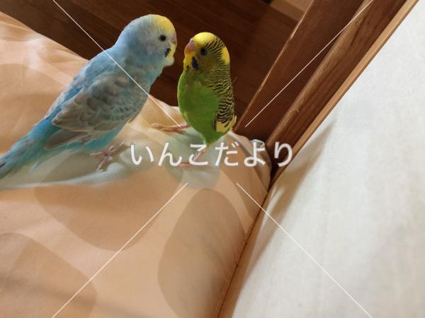 迷い鳥の写真
