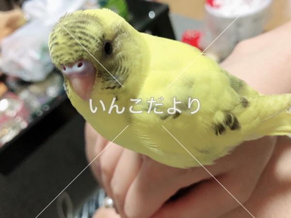 迷い鳥の写真