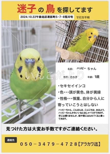 迷い鳥の写真