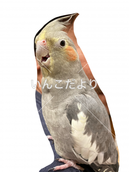 迷い鳥の写真