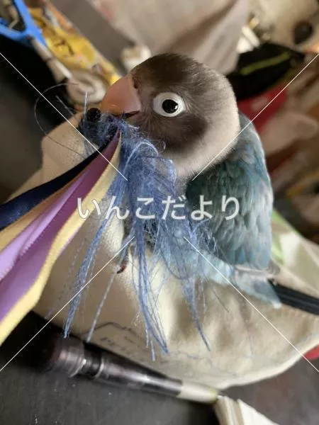 迷い鳥の写真