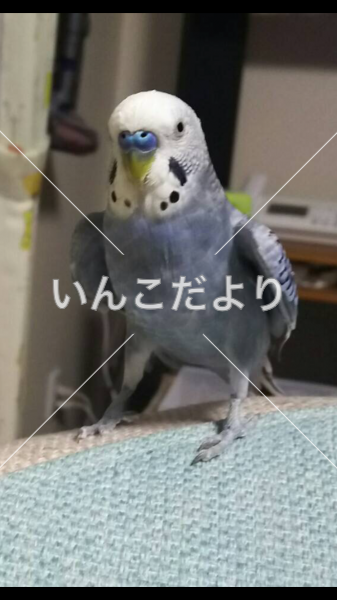 迷い鳥の写真