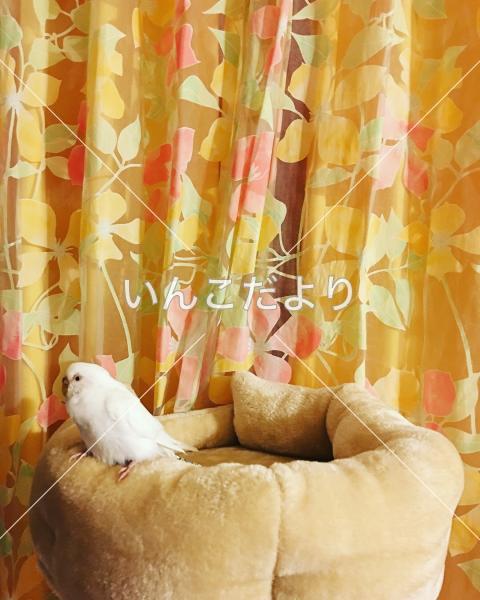 保護鳥の写真