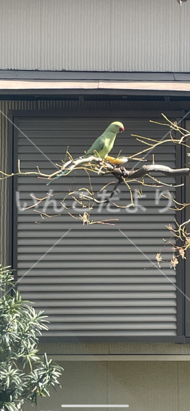 保護鳥の写真