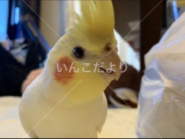 迷い鳥の写真