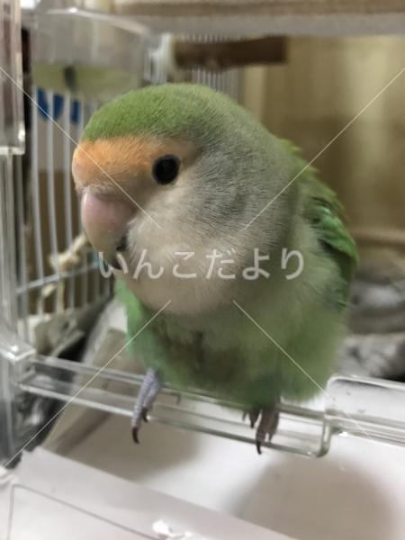迷い鳥の写真