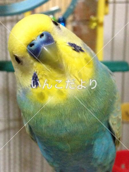 迷い鳥の写真