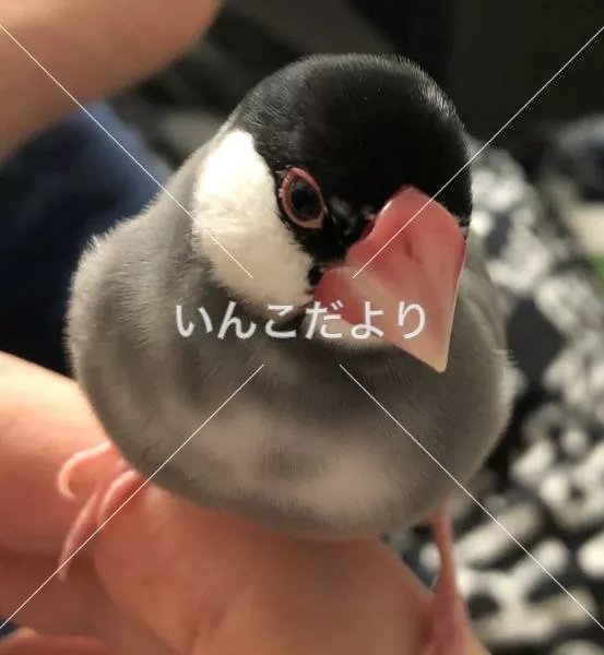 迷い鳥の写真