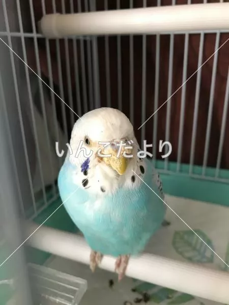 保護鳥の写真