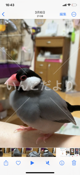 迷い鳥の写真