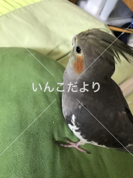 迷い鳥の写真