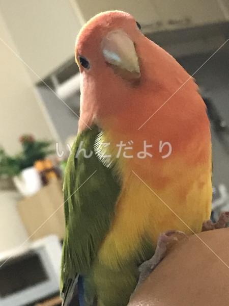 迷い鳥の写真