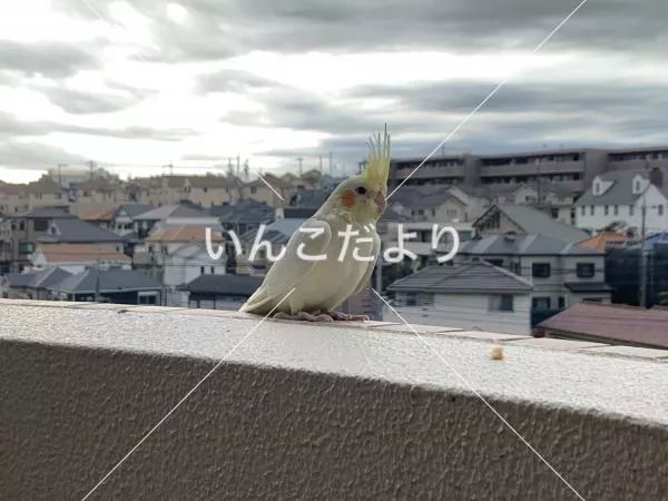 保護鳥の写真