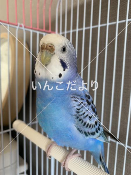 保護鳥の写真