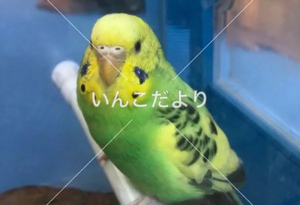 保護鳥の写真