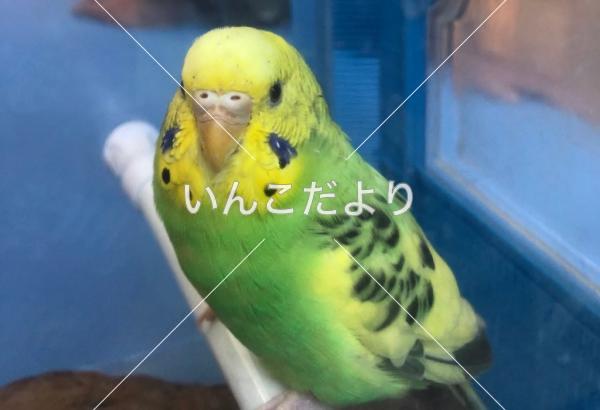 保護鳥の写真