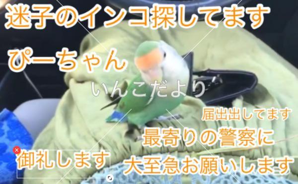 迷い鳥の写真