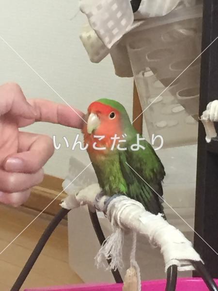 迷い鳥の写真