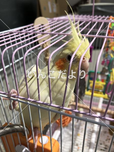 迷い鳥の写真
