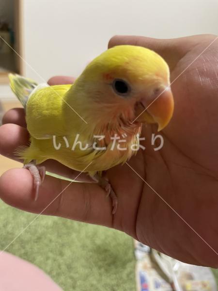 迷い鳥の写真