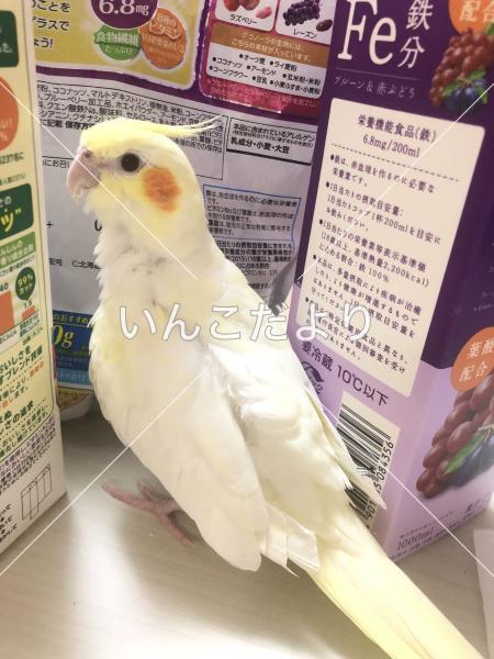 迷い鳥の写真