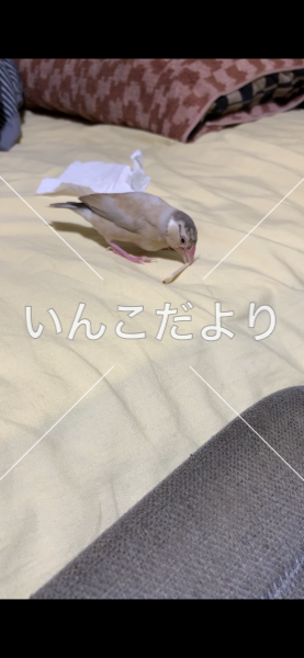 迷い鳥の写真