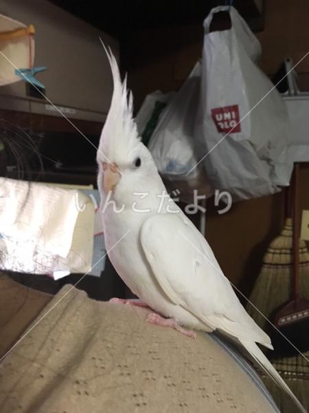 迷い鳥の写真