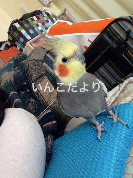迷い鳥の写真