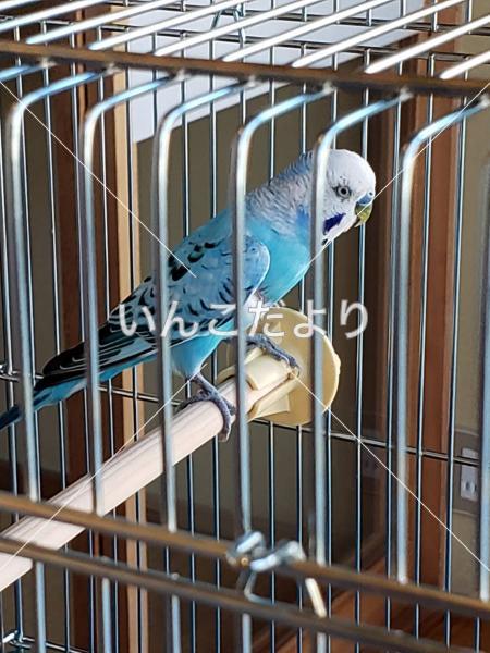 保護鳥の写真