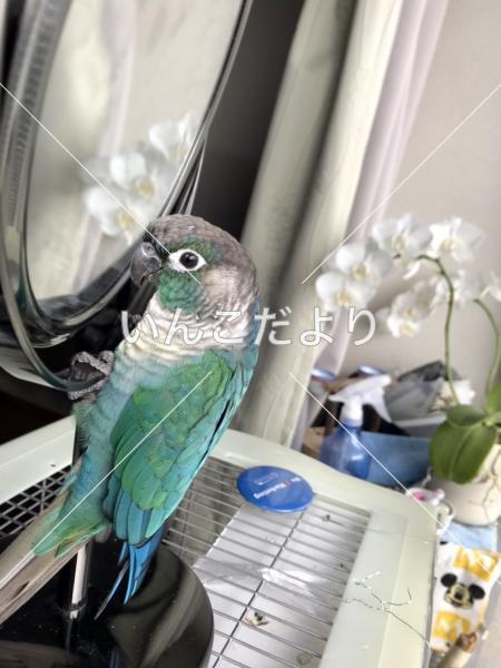 迷い鳥の写真