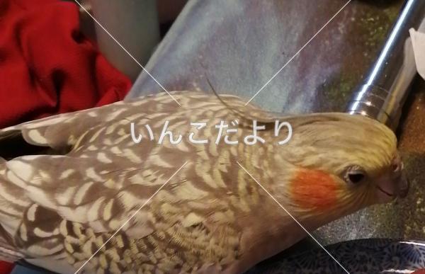 迷い鳥の写真