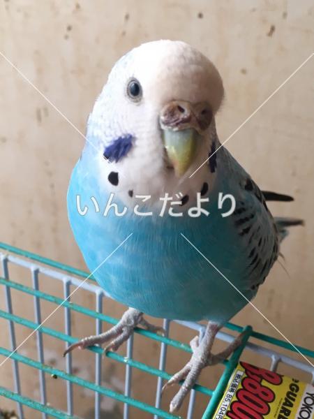 保護鳥の写真