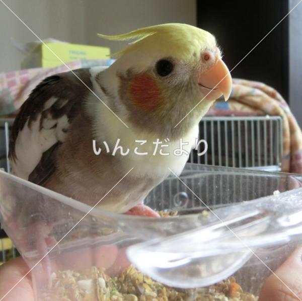 迷い鳥の写真
