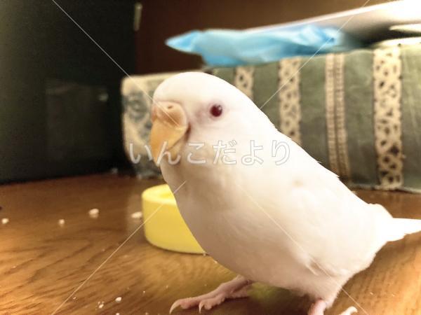迷い鳥の写真