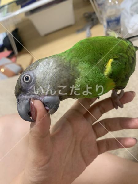 迷い鳥の写真