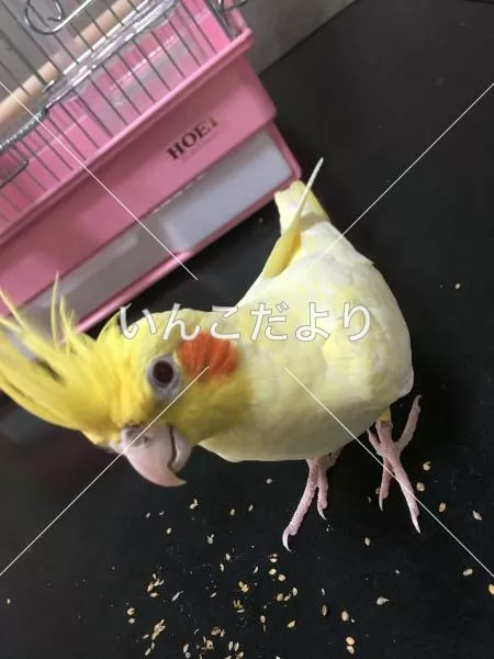 保護鳥の写真