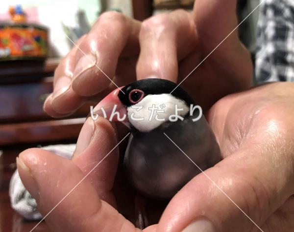 迷い鳥の写真