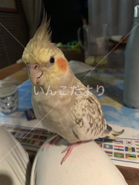 迷い鳥の写真